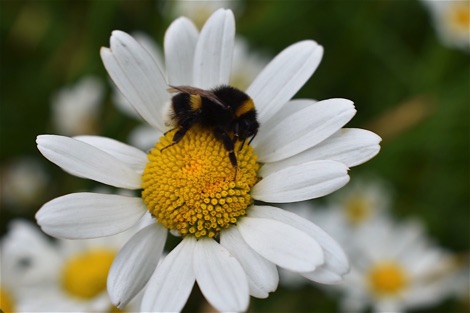 Bumblebee on ox-eye daisy